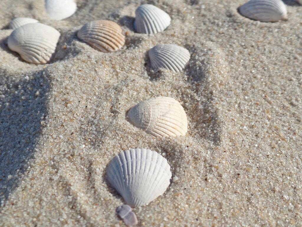 Beach sea shells close up